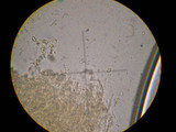 Rhodocybe nitellina image