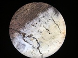Granulobasidium vellereum image