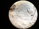 Granulobasidium vellereum image