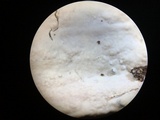 Granulobasidium vellereum image