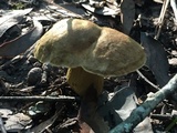 Aureoboletus innixus image