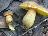 Aureoboletus innixus image