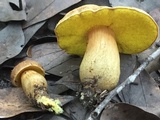 Aureoboletus innixus image