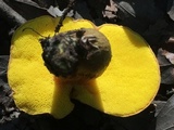 Aureoboletus innixus image