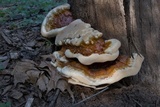 Ganoderma sessile image
