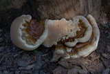 Ganoderma sessile image