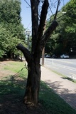 Ganoderma sessile image