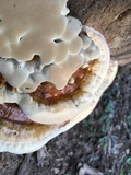 Ganoderma sessile image