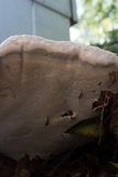 Ganoderma tuberculosum image