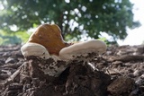 Ganoderma curtisii image