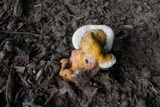 Ganoderma curtisii image