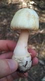 Amanita roseitincta image