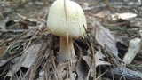 Amanita roseitincta image