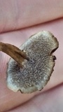 Microporellus dealbatus image