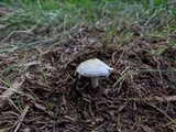 Agaricus floridanus image