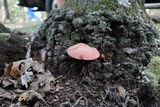 Fistulina hepatica image