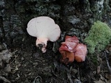 Fistulina hepatica image