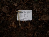 Amanita sect. Vaginatae image