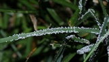 Physarum cinereum image
