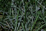 Physarum cinereum image