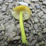 Entoloma incanum image