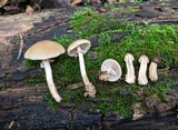 Agrocybe acericola image