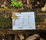 Agrocybe acericola image