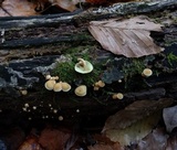 Hypholoma subviride image
