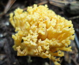 Ramaria formosa image