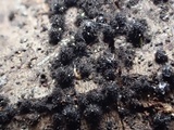 Lasiosphaeria hirsuta image