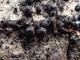 Lasiosphaeria hirsuta image