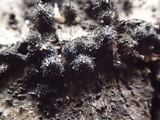 Lasiosphaeria hirsuta image