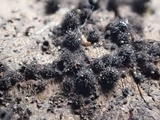 Lasiosphaeria hirsuta image
