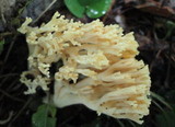Ramaria formosa image