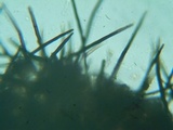 Lasiosphaeria hirsuta image