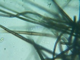 Lasiosphaeria hirsuta image