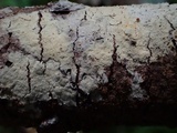 Tubulicrinis gracillimus image