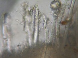 Tubulicrinis gracillimus image