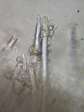 Tubulicrinis gracillimus image