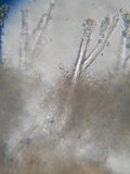 Tubulicrinis gracillimus image