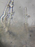 Tubulicrinis gracillimus image