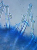 Tubulicrinis gracillimus image