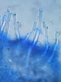 Tubulicrinis gracillimus image