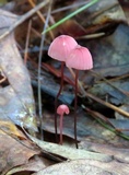 Marasmius pulcherripes image