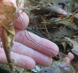 Marasmius pulcherripes image