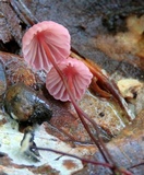 Marasmius pulcherripes image