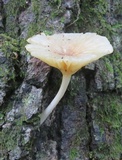 Chrysomphalina strombodes image