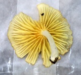 Chrysomphalina strombodes image