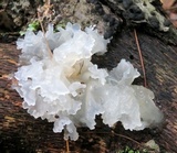 Tremella fuciformis image