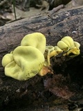 Entonaema liquescens image